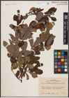 Foto von Salix aurita L.